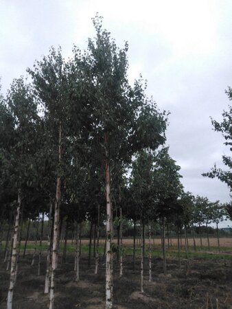 Betula albosin. 'Fascination' 20-25 Hoogstam draadkluit 3 X verplant - afbeelding 2