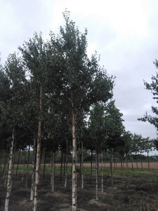 Betula albosin. 'Fascination' 20-25 Hoogstam draadkluit 3 X verplant - afbeelding 2