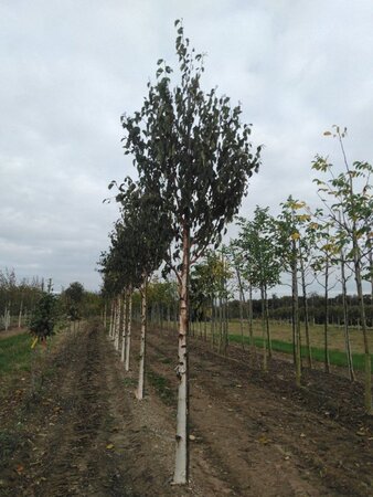 Betula albosin. 'Fascination' 20-25 Hoogstam draadkluit 3 X verplant - afbeelding 1