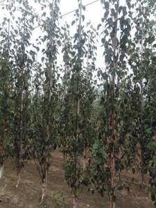 Betula albosin. 'Fascination' 6-8 cm wortelgoed geveerd - afbeelding 4