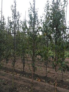 Betula albosin. 'Fascination' 6-8 cm wortelgoed geveerd - afbeelding 5