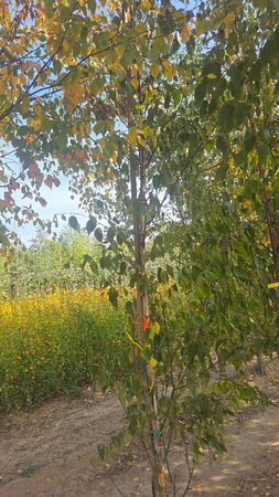 Betula albosin. 'Fascination' 6-8 cm wortelgoed geveerd - afbeelding 2