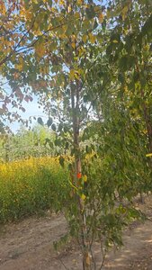 Betula albosin. 'Fascination' 6-8 cm wortelgoed geveerd - afbeelding 2