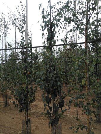 Betula albosin. 'Fascination' 6-8 cm BR feathered - image 3