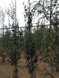 Betula albosin. 'Fascination' 6-8 cm BR feathered - image 3