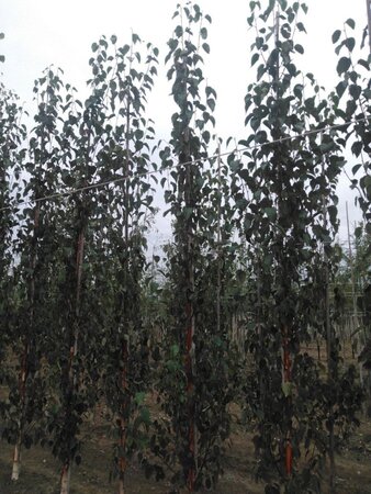 Betula albosin. 'Fascination' 8-10 cm wortelgoed geveerd - afbeelding 5