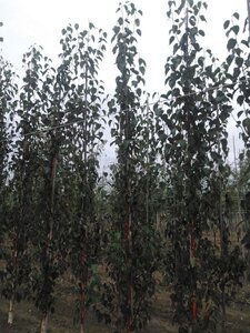 Betula albosin. 'Fascination' 8-10 cm wortelgoed geveerd - afbeelding 5