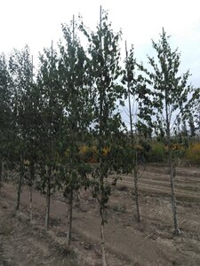 Betula albosin. 'Fascination' 8-10 cm wortelgoed geveerd