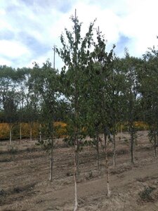 Betula albosin. 'Fascination' 8-10 cm wortelgoed geveerd - afbeelding 2