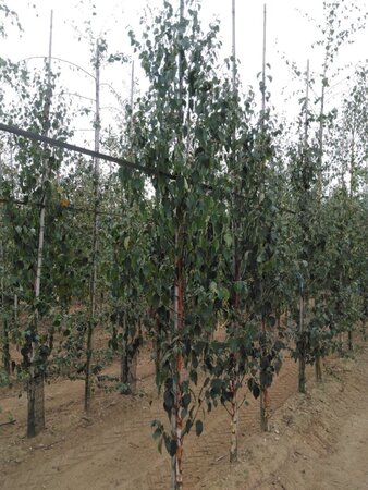 Betula albosin. 'Fascination' 8-10 cm wortelgoed geveerd - afbeelding 4