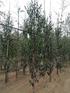 Betula albosin. 'Fascination' 8-10 cm wortelgoed geveerd - afbeelding 4