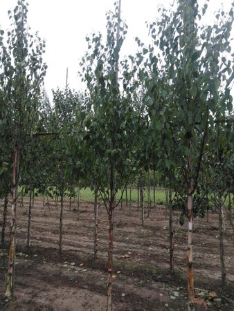 Betula albosin. 'Fascination' 8-10 cm wortelgoed geveerd - afbeelding 6