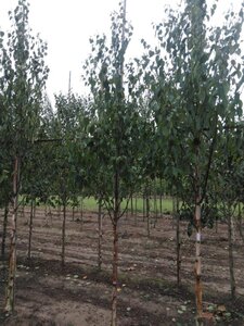 Betula albosin. 'Fascination' 8-10 cm wortelgoed geveerd - afbeelding 6