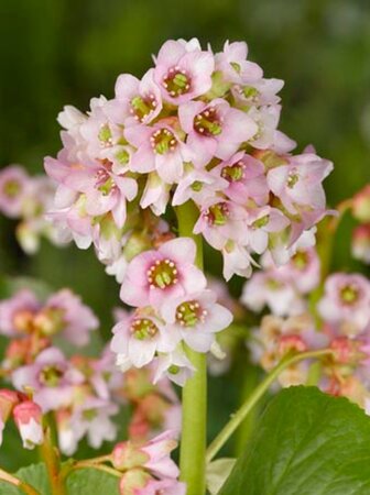 Bergenia 'Baby Doll' geen maat specificatie 0,55L/P9cm - afbeelding 2