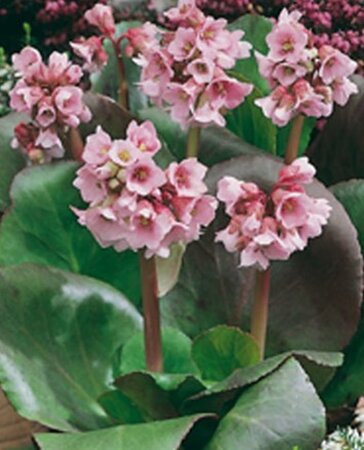 Bergenia 'Baby Doll' geen maat specificatie 0,55L/P9cm - afbeelding 3