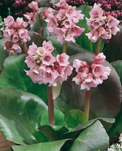 Bergenia 'Baby Doll' geen maat specificatie 0,55L/P9cm - afbeelding 3