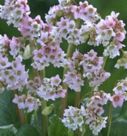 Bergenia 'Baby Doll' geen maat specificatie 0,55L/P9cm - afbeelding 4