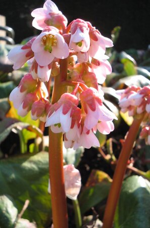 Bergenia 'Baby Doll' geen maat specificatie 0,55L/P9cm - afbeelding 5