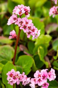 Bergenia 'Baby Doll' geen maat specificatie 0,55L/P9cm