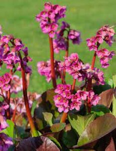Bergenia 'Bressingham Ruby' geen maat specificatie 0,55L/P9cm - afbeelding 1