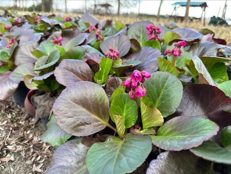 Bergenia 'Bressingham Ruby' geen maat specificatie 0,55L/P9cm - afbeelding 2