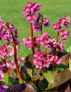 Bergenia 'Bressingham Ruby' geen maat specificatie 0,55L/P9cm - afbeelding 3