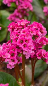 Bergenia 'Bressingham Ruby' geen maat specificatie 0,55L/P9cm - afbeelding 4