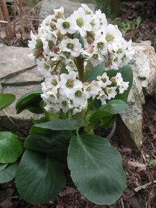 Bergenia 'Bressingham White' geen maat specificatie 0,55L/P9cm - afbeelding 1
