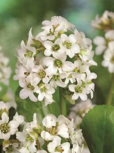 Bergenia 'Bressingham White' geen maat specificatie 0,55L/P9cm - afbeelding 1