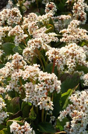 Bergenia 'Bressingham White' geen maat specificatie 0,55L/P9cm - afbeelding 2