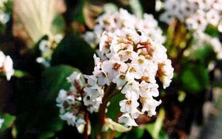 Bergenia 'Bressingham White' geen maat specificatie 0,55L/P9cm - afbeelding 7