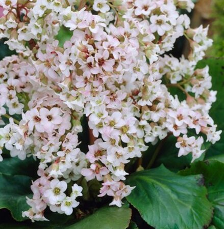 Bergenia 'Bressingham White' geen maat specificatie 0,55L/P9cm - afbeelding 3