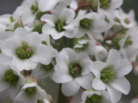 Bergenia 'Bressingham White' geen maat specificatie 0,55L/P9cm - afbeelding 2