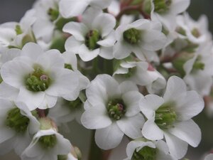 Bergenia 'Bressingham White' geen maat specificatie 0,55L/P9cm - afbeelding 2