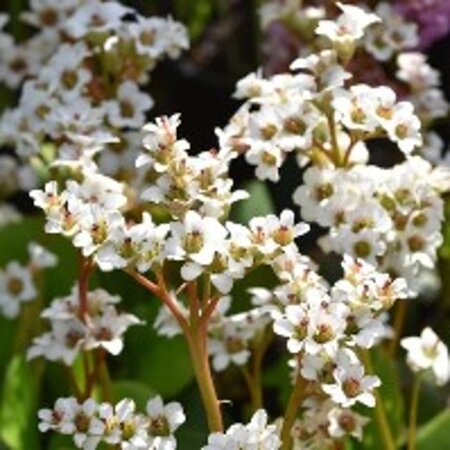 Bergenia 'Bressingham White' geen maat specificatie 0,55L/P9cm - afbeelding 4