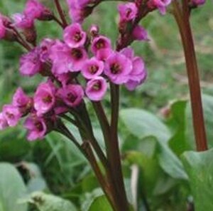 Bergenia cordifolia 'Eroica' geen maat specificatie 0,55L/P9cm - afbeelding 3