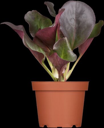 Bergenia cordifolia 'Eroica' geen maat specificatie 0,55L/P9cm - afbeelding 2