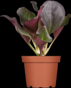 Bergenia cordifolia 'Eroica' geen maat specificatie 0,55L/P9cm - afbeelding 2
