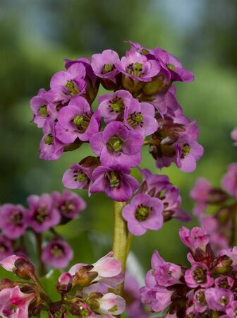 Bergenia cordifolia 'Eroica' geen maat specificatie 0,55L/P9cm - afbeelding 4
