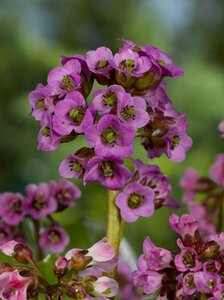 Bergenia cordifolia 'Eroica' geen maat specificatie 0,55L/P9cm - afbeelding 4