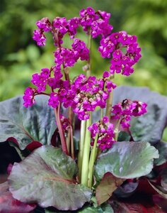 Bergenia cordifolia 'Eroica' geen maat specificatie 0,55L/P9cm - afbeelding 5