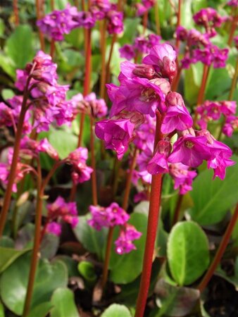 Bergenia cordifolia 'Eroica' geen maat specificatie 0,55L/P9cm - afbeelding 6