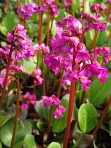 Bergenia cordifolia 'Eroica' geen maat specificatie 0,55L/P9cm - afbeelding 6