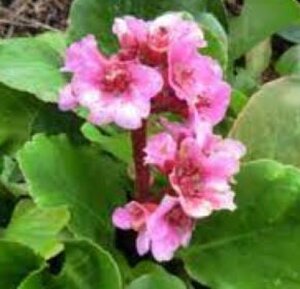 Bergenia cordifolia 'Herbstblüte' geen maat specificatie 0,55L/P9cm - afbeelding 7