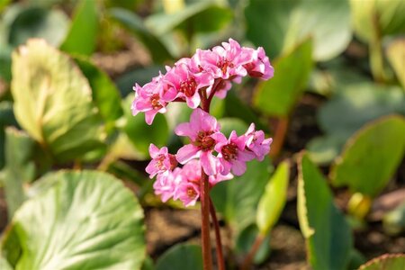 Bergenia cordifolia 'Herbstblüte' geen maat specificatie 0,55L/P9cm - image 1