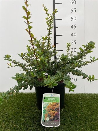 Berberis darwinii 'Compacta' 25-30 cm cont. 3,0L - afbeelding 2