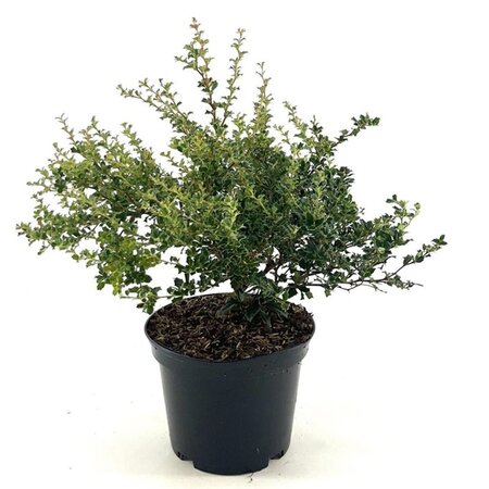 Berberis darwinii 'Compacta' 25-30 cm cont. 3,0L - afbeelding 1