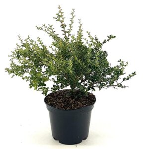 Berberis darwinii 'Compacta' 25-30 cm cont. 3,0L