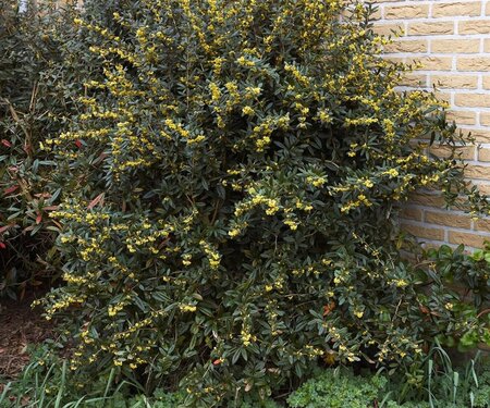 Berberis julianae 125-150 cm RB - image 1