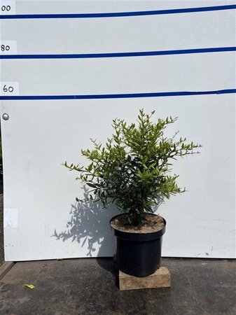 Berberis julianae 40-60 cm cont. 7,5L